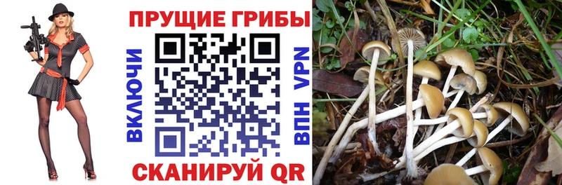 Купить  Могоча  Галлюциногенные грибы мицелий 